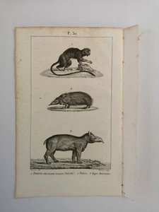 PLANCHE / GRAVURE de 1816 - MAMMIFERES / TAPIR / TAMARIN (P30) - Foto 1 di 2