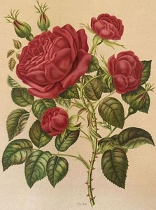 Pink Paul Auguste Hariot le Livre D'Or Des Roses 1903 Blossom Flowers Pl 50 Rose - Picture 1 of 2