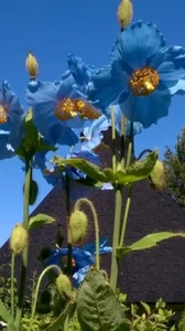 BZ 463W Giant Poppy blue Blaumohn blauer Mohn Seeds Samen Stück 50 Preis 5,29 - Bild 1 von 1