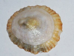 ROTULA CAERULEA SPECIAL DUPLICATUS, DOBLE PATTERN - Picture 1 of 2