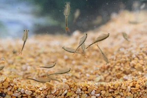 Feenkrebse Streptocephalus sealii Urzeitkrebse Zuchtansatz von Triops King - Bild 1 von 5