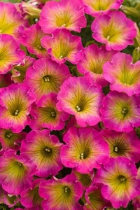 50 Yellow Pink Petunia Seeds Flower Perennial Flowers Annual Seed 285 US SELLER - Picture 1 of 12