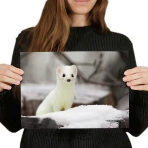 A4 - White Pretty Short Tailed Weasel Poster 29.7X21cm280gsm #16302 - Picture 1 of 4