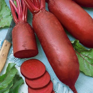 1/4 Lb Cylindra Beet Seeds - Everwilde Farms Mylar Seed Packet - Picture 1 of 2