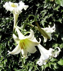 Benguet Lily - Lilium philippinense - 10+ semillas - semillas - Z 135 - Imagen 1 de 1