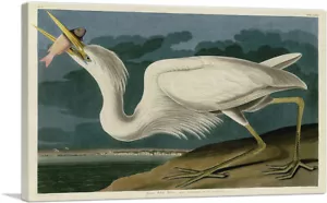 ARTCANVAS Great White Heron Canvas Art Print by John James Audubon - Picture 1 of 14