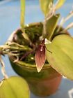 Restrepia striata Yellow Red Stripe Species Orchid Divisions Exact Plant 2” Pot