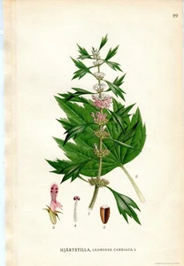 DRW-- VINTAGE BOTANICAL HAND COLORED PRINT, A. BORTZELLS STOCKHOLM - Picture 1 of 2