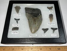 Beginner Labeled Megalodon Era Fossil Shark Teeth Collection in a Riker Mount!