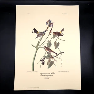 JJ Audubon Yellow-Crown Warbler Bird Print 12 x 16 Milwaukee Public Library - Picture 1 of 8
