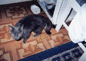 Originalfoto 3,5x5 schwarz Haustier Katze H122 #49 - Bild 1 von 2