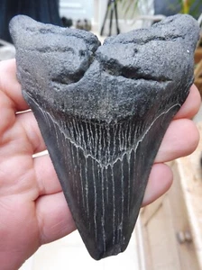 Diente de megalodón (denerraciones débiles) - 4,460 pulgadas (11,32 cm) - Imagen 1 de 10