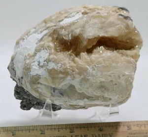 BIg Great Fossil Clam w Golden Calcite Rucks Pit Florida Fluorescent UV COA 2560 - Picture 1 of 12