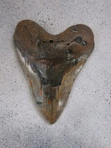 5 Inch NATURAL MEGALODON FOSSIL SHARK TOOTH - Picture 1 of 4