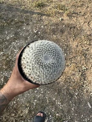 Mammillaria Hahniana 5 In Pot Fully Rooted - Image 1 of 3