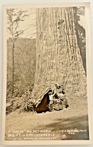 Postal RPPC 19270s Giant Big Redwood Tree CA California - Imagen 1 de 3