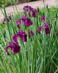 Iris ensata Variegata Perennial Plant Suitable for Ponds and Boggy areas - Picture 1 of 1