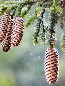 Norway Spruce . 50 Seeds . Picea abies Quality seeds , Christmas tree , BONSAI - Picture 1 of 2