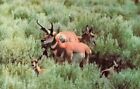 Postcard Antelope Western Family Buck Doe Fawn Native Grass B1