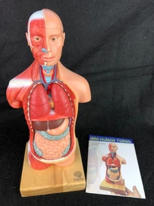 EVOTECH SCIENTIFIC Skin Color Mini Human Torso Model 15 pcs Education - Picture 1 of 5