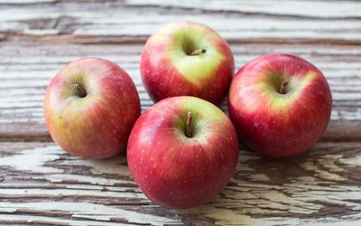 Sundowner apple cutting for rooting and propagation - image 1 of 4