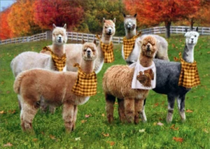 Avanti Alpacas With Napkins Funny / Humorous Thanksgiving Card - Picture 1 of 2