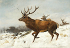 Stags In The Snow | Carl Freidrich Deiker | Deer Buck Animal Print