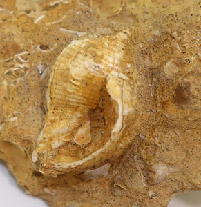 Schnecke, Phalium miolaevigata, Tertiär, Miozän, Geschiebe, Westerwanna, D-L232 - Bild 1 von 4