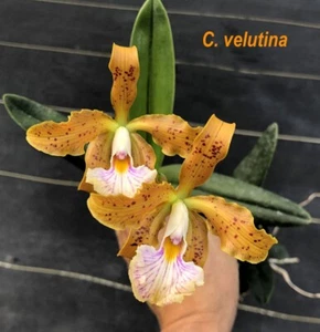 SELECT SALE - CATTLEYA ORCHID SPECIES velutina xcellent parents 2in pot - Picture 1 of 3