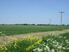 Photo 6x4 Crop field off Belt Drove Begdale  c2014