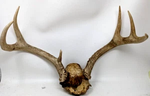 6 Point Vtg Deer Antlers Skull Rack Horns Gnarly Taxidermy B2 - Picture 1 of 5