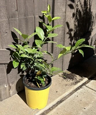 Árbol de limón Meyer mejorado en maceta de 1 galón Foto 1 de 2