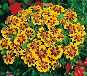 301+Naughty Marietta DWARF FRENCH MARIGOLD Flower Seeds Garden Patio Container - Picture 1 of 8