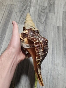 FLORIDA HORSE CONCH SEA SHELL LARGE 12+ INCHES SEE MEASUREMENTS RARE SHELL WOW!! - Picture 1 of 16