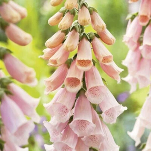 1 GR DIGITALIS PURPUREA ""Aprikose"" ca. 10000 SAMEN - Bild 1 von 1