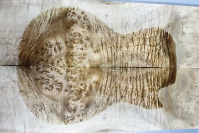 5A Electric Guitar Drop Top 8mm Quilted Golden Camphor Wood Burl Luthier Supply - Image 1 of 4