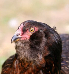 🥚6 Hühner Bruteier, Araucana, Grünleger - Bild 1 von 1
