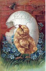 OSTERN - Küken schaut zu, dass sie fliegen Ostergruß Postkarte - Bild 1 von 2