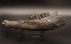 Seltener fossiler Florida-Bisonkiefer 1764 - Bild 1 von 5