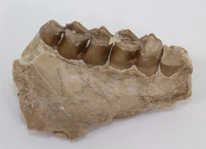 Oreodont, Merycoidodon culbertsoni, Tertiär, Oligozän, White River Fm, USA -k813 - Bild 1 von 5