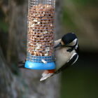 Photo 6x4 Great Spotted Woodpecker (Dendrocopos major), Craigleith, Edinb c2009