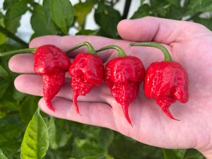 Reaper X SRTSL Superhot Organic Pepper Seeds Super Hottest Pepper - Picture 1 of 1