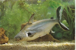 6x4 Continental size printed postcard Pangasius Fish(?) - Picture 1 of 2