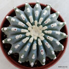 A7468 FEROCACTUS GLAUCESCENS INERMIS pot 16 cm H 11 cm W 12 cm MaMa Cactus