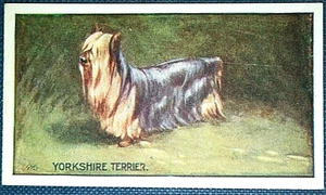 YORKSHIRE TERRIER   Vintage 1924 Illustrated Dog Card  RC19M - Picture 1 of 1