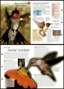 Ruby Throated Hummingbird #17 Birds - Discovering Wildlife Fact File Card