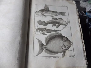 PANCKOUCKE  ICHTCHYOLOGIE POISSONS  GRAVURE ORIGINALE DE  1788    22 X 31 Cms - Imagen 1 de 1