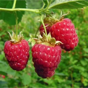 100 semillas de frambuesa roja semilla de rubus idaeus fruta orgánica - Imagen 1 de 10