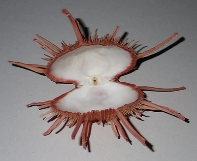 90 mm GREAT PATTERN Spondylus Regius Oyster Seashell #AK2 Coron Island - Image 1 of 4