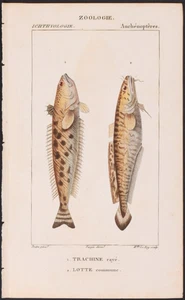 Turpin 1816 antiker handkolorierter Druck: Giftweber & Quappe, Meeresleben, Fisch - Bild 1 von 2